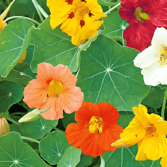 Nasturtium Tom Thumb Seeds Tropaeolum Majus Nanum Mixed Colors