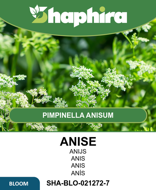 Anise Seeds Pimpinella Anisum Aromatic Culinary Herb Annual