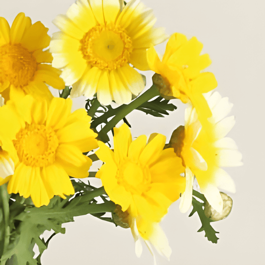 Organic Chrysanthemum Seeds Glebionis Coronaria Single Flowered Mix