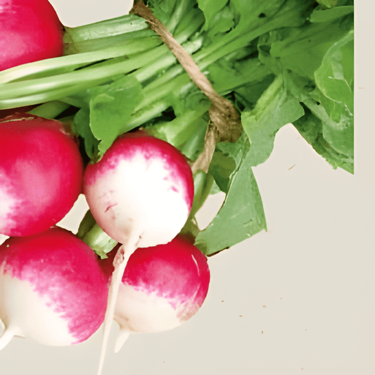 Organic Radish Sparkler 2 Seeds Raphanus Sativus