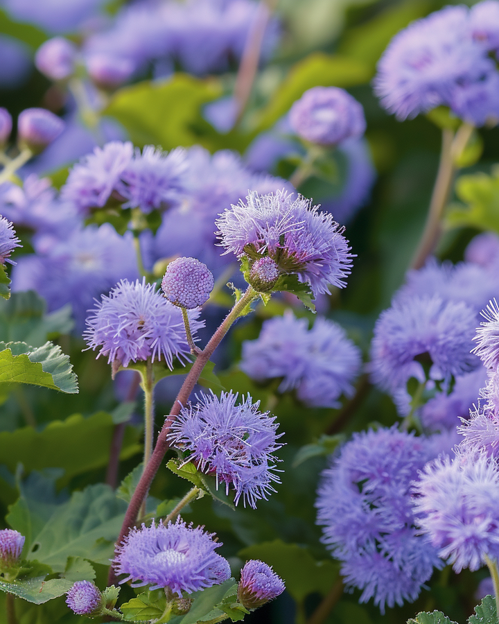 Ageratum Seeds Blue Mink Rich Flowering Ageratum Houstonianum