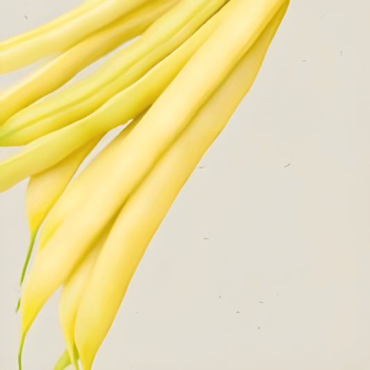 Organic Yellow Wax Bean Seeds Phaseolus Vulgaris 15g