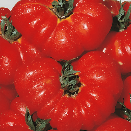 Pomodoro Costoluto Di Parma Tomato Seeds Solanum Lycopersicum L.