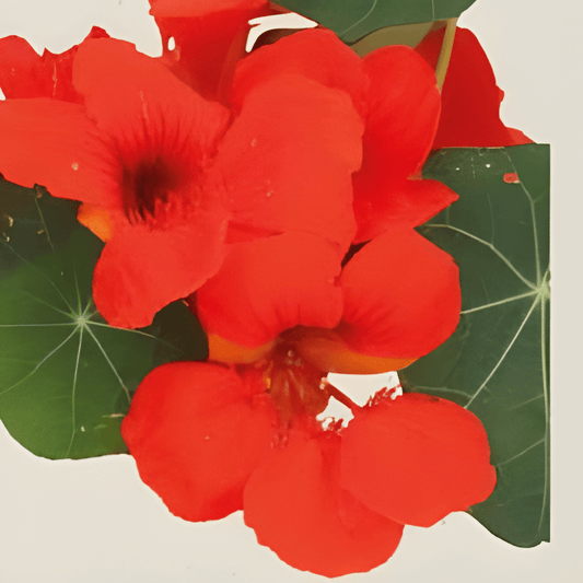 Organic Nasturtium Empress Of India Seeds Tropaeolum Majus Annual