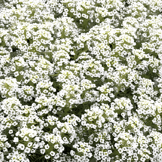 Sweet Alyssum Seeds Lobularia Maritima White Flowers