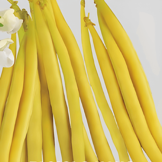 Berggold Dwarf Bean Seeds Phaseolus Vulgaris L. Vegetable Variety