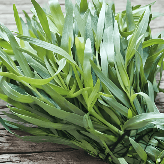 Russian Tarragon Seeds Artemisia Dracunculus Hardy Herb Flowers