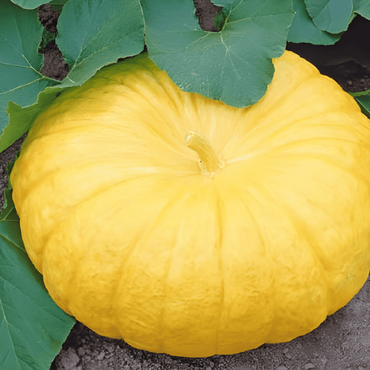 Yellow Giant Pumpkin Seeds Cucurbita Maxima Large Vegetables