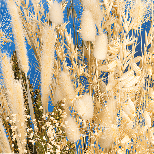 Ornamental Grass Seeds Mix Colorful Annual Border Flowers 40 To 80 Cm