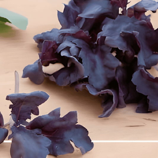 Purple Ruffles Basil Seeds Ocimum Basilicum Aromatic Herb Seeds