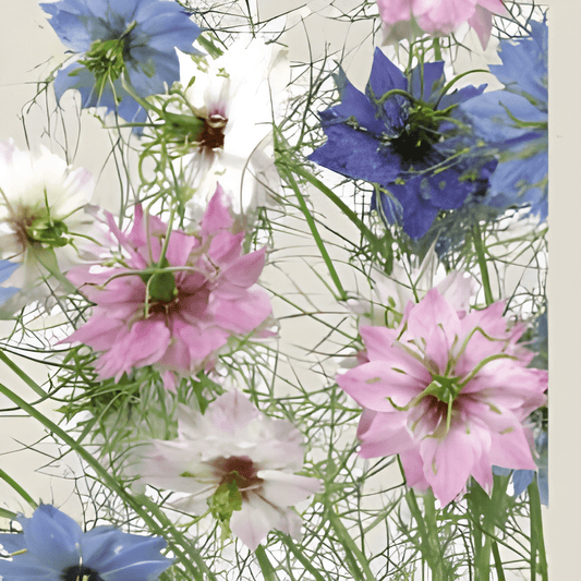 Organic Nigella Seeds Nigella Damascena Persian Jewels Mix