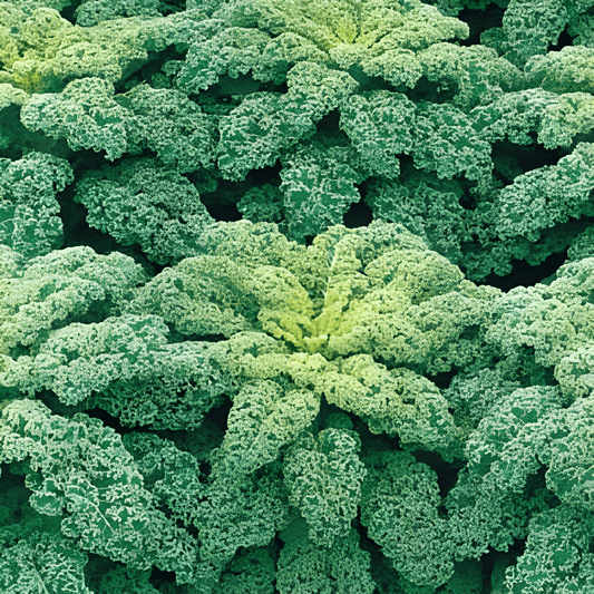 Curly Kale Seeds Brassica Oleracea Reflex F1 Hybrid Variety