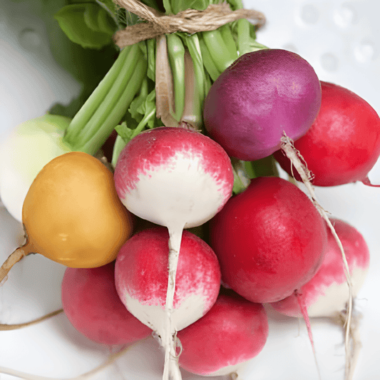Round Radish Seeds Raphanus Sativus Mixed Varieties