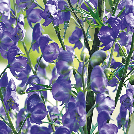 Monkshood Seeds Aconitum Napellus Dark Blue Flowers