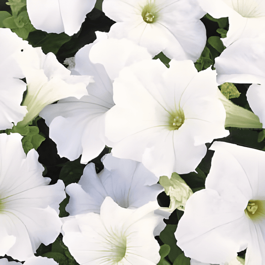Petunia Snowball Seeds Petunia X Hybrida Annual Flowering Seeds