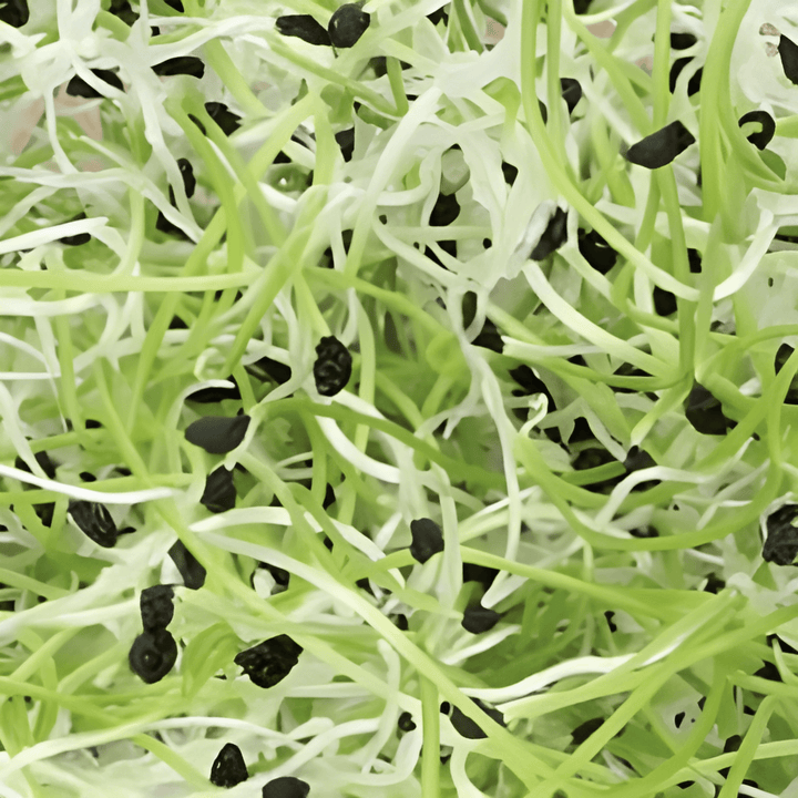 Sprouting Leek Seeds Allium Porrum Fresh Flavor Vegetables