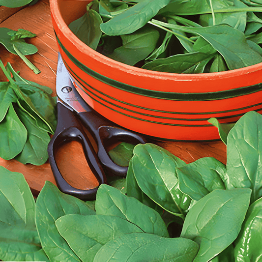 Spinach Securo Seeds Spinacia Oleracea Fast-growing Round-seeded Variety
