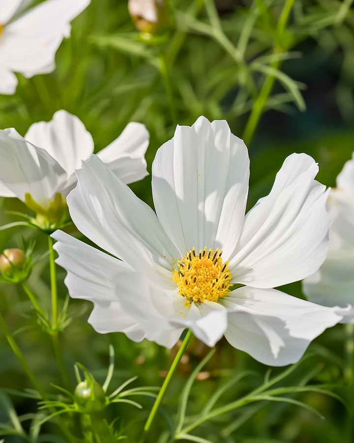 Cosmos Hummingbird White Seeds Cosmos Bippinnatus Flowering Variety