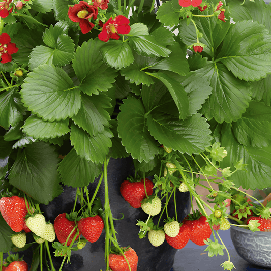 Ruby Ann F1 Strawberry Seeds Fragaria X Ananassa Sweet Fruit Variety