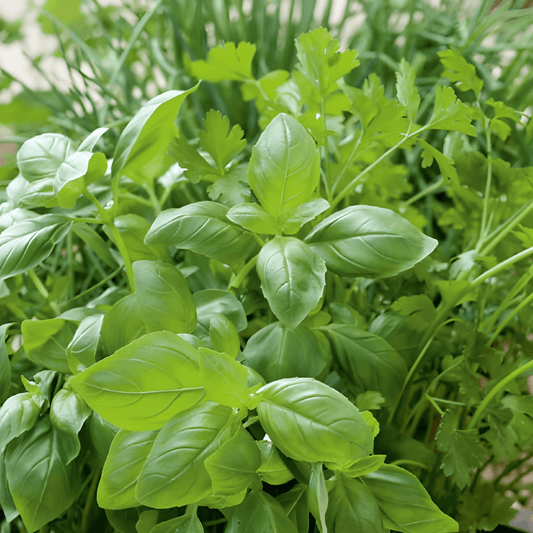 Mixed Herbs Seeds Mixture Of Herbs Culinary Herb Blend