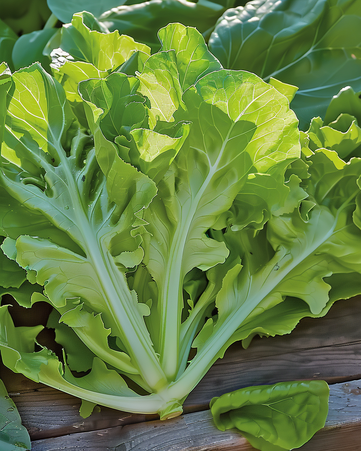 Cut-and-Come-Again Lettuce Seeds Lactuca Sativa White Dunsel