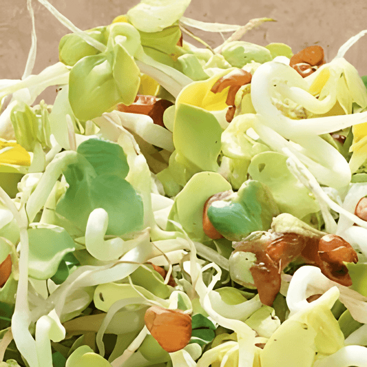 Organic Daikon Sprouting Seeds Raphanus Sativus Spicy Sprouts