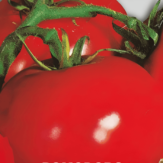 Tomato Marglobe Seeds Solanum Lycopersicum Heavy Yielding Variety