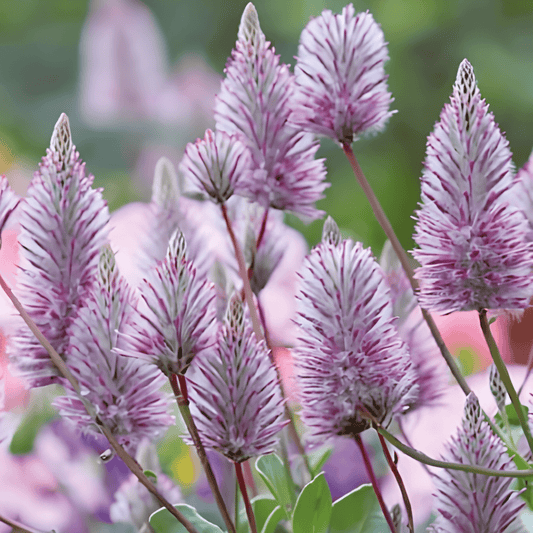 Ptilotus Graceful Foxtail Ptilotus Exaltatus Seeds Annual Flowers