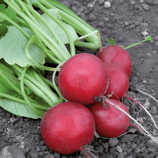 Radish Saxa Seeds Raphanus Sativus Mild Flavor Vegetable Seeds