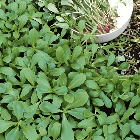 Green Purslane Seeds Portulaca Oleracea Leafy Vegetable Variety