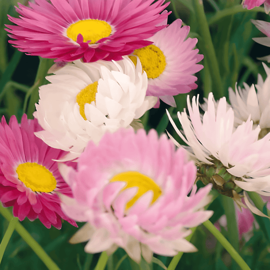 Acroclinium Seeds Helipterum Roseum Double-flowered Mixed