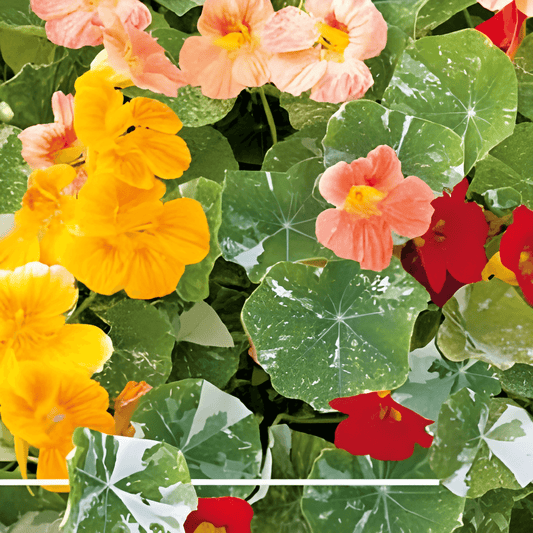 Climbing Nasturtium Seeds Tropaeolum Majus Jewel Of Africa