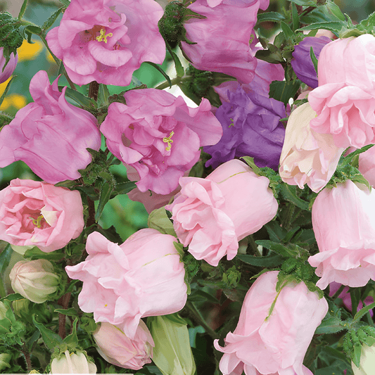 Campanula Seeds Mix Double Flowers Pink Purple Campanula Medium