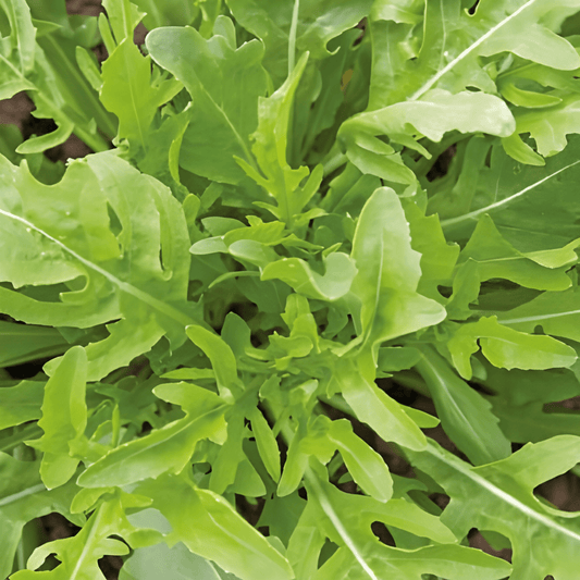 Wasabi Arugula Diplotaxis Tenuifolia Spicy Herb Seeds