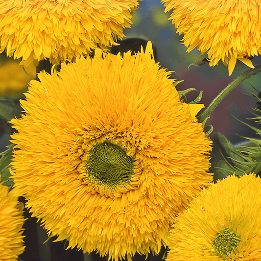 Double-flowered Sunflower Seeds Helianthus Annuus Sungold Tall