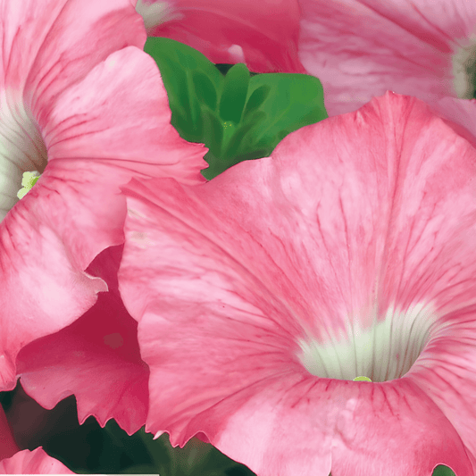 Petunia Rose Of Heaven Seeds Petunia X Hybrida Annual Flowers