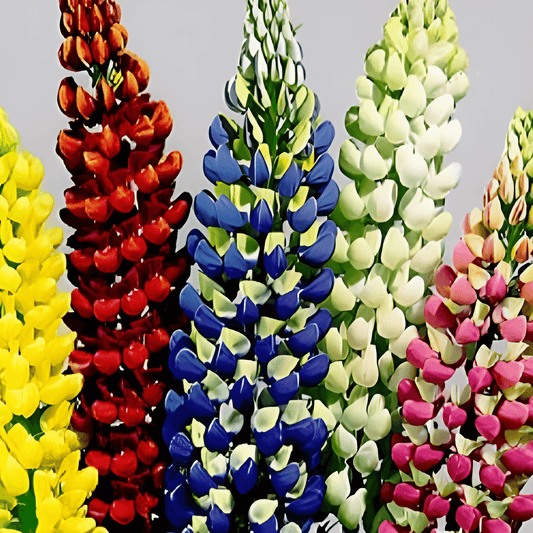 Tall Multicolor Lupine Seeds Lupinus Hartwegii Flower Seeds