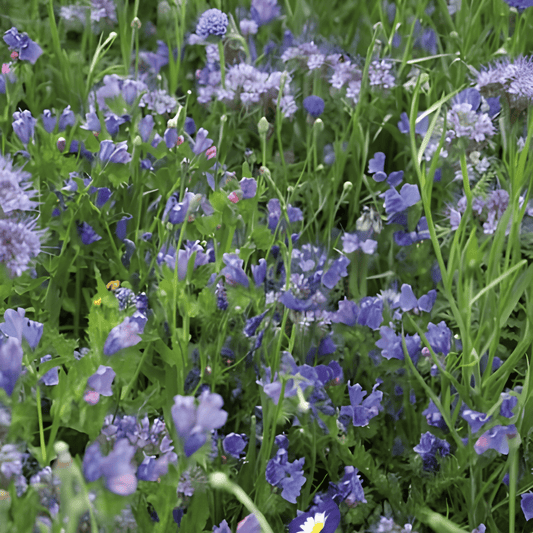 Summer Flowers Blue Mix Seeds Annual Blue Flower Blend