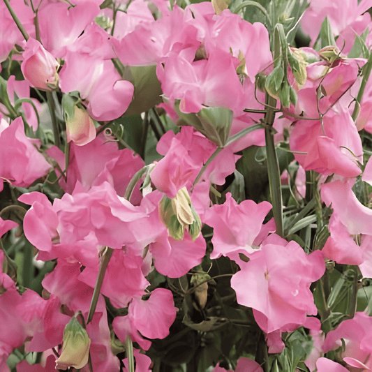 Sweet Pea Royal Family Pink Seeds Lathyrus Odoratus Flowers