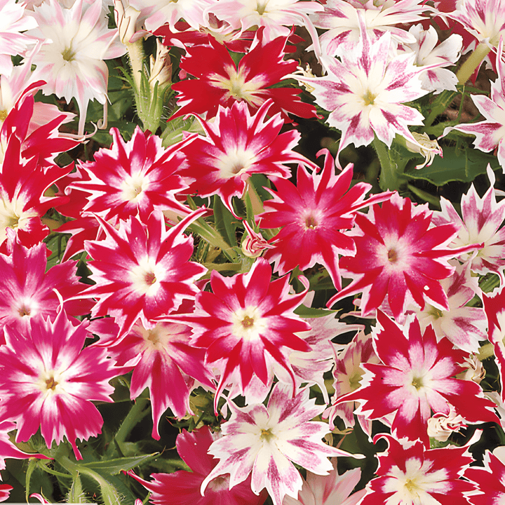 Phlox Seeds Sterphlox Twinkle Mixed Phlox Cuspidata Flowers