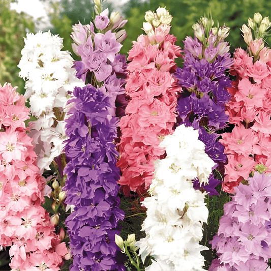 Delphinium Seeds Hyacinth-flowered Mix Delphinium Ajacis