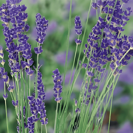 Lavender Seeds Lavandula Angustifolia Fragrant Perennial Herb Shrub