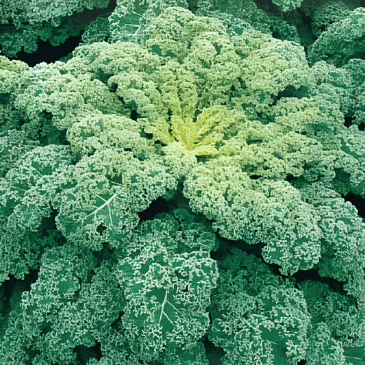 Curly Kale Reflex F1 Seeds Brassica Oleracea Frost Resistant Variety