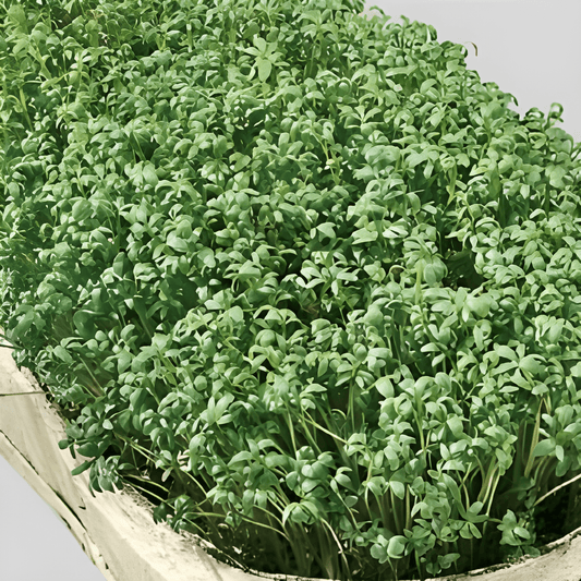 Garden Cress Seeds Lepidium Sativum L. Spicy Aromatic Herb
