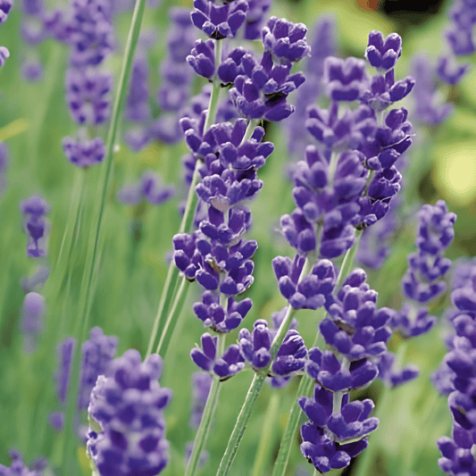Lavender Seeds Lavandula Angustifolia True Variety Perennial Herb