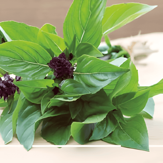 Thai Basil Seeds Ocimum Basilicum Aromatic Herb Variety