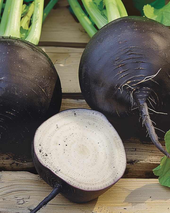 Black Winter Round Radish Seeds Raphanus Sativus Subsp Niger