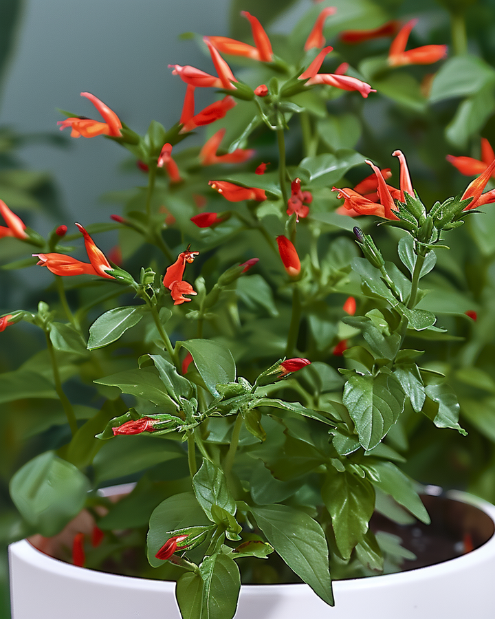 Lucifer Plant Seeds Cuphea Ignea Mexican Cigar Flower Seeds