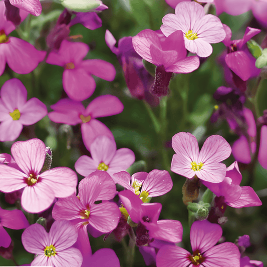 Aubrietia Seeds Aubrieta Hybrida Whitewell Gem Flower Seeds