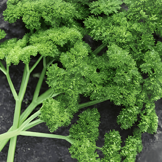 Parsley Seeds Thujade Dark Green Petroselinum Crispum Herb Variety